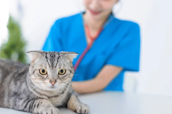 Кіт Ветеринарним Лікарем Ветеринарній Клініці — стокове фото