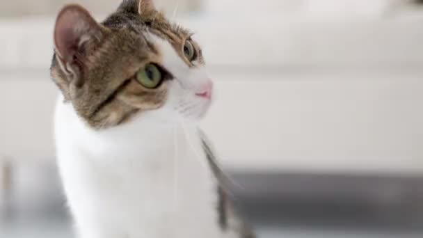 Woman Feeding Her Cat Snack — Video Stock