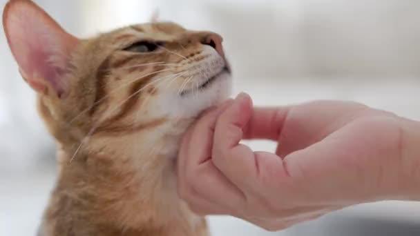 Χέρι Απαλά Αγγίζοντας Και Τρίβοντας Λαιμό Μιας Γάτας — Αρχείο Βίντεο