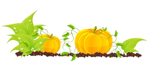 Las calabazas crecen en un jardín — Vector de stock