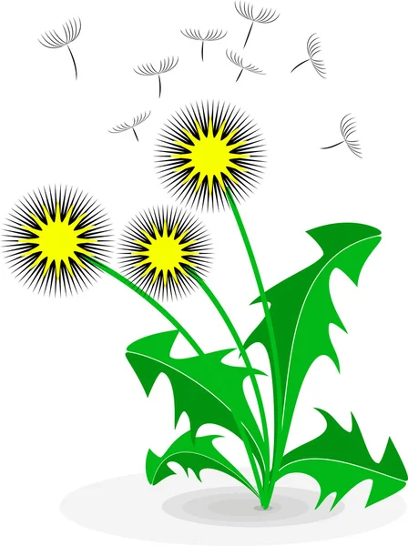 Dandelion, over white — Stock Vector