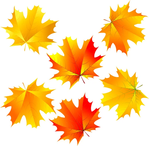 Векторные листья клена — стоковый вектор