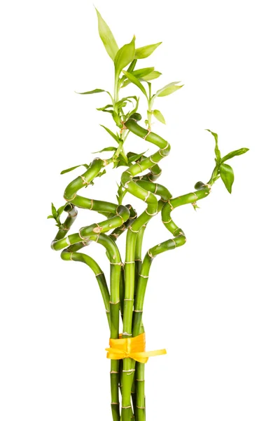 Bamboo — Stock Photo, Image