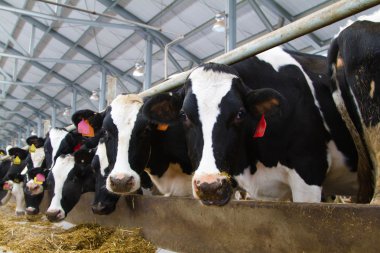 Holstein inekleri
