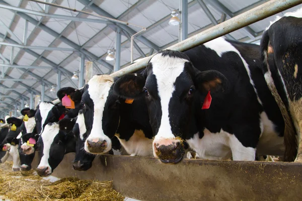 Holstein cows — Stock Photo, Image