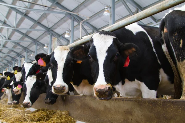 Holstein tehenek Stock Fotó