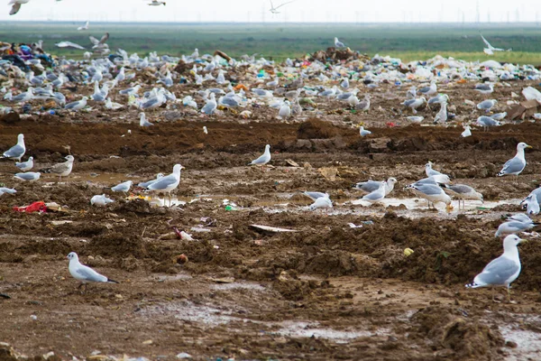 The dump — Stock Photo, Image