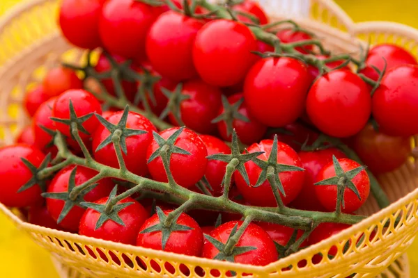 Červená a žlutá rajčata — Stock fotografie