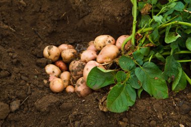 taze patates
