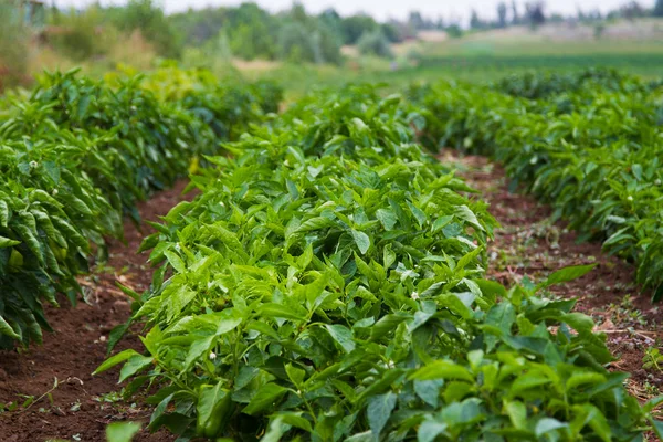 Pepper plant — Stock Photo, Image