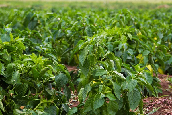 Pepper plant — Stock Photo, Image