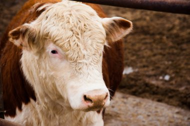 Çiftlikteki inekler. Süt inekleri. Yuvalanmış