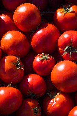 Çiftçi tarlasında bir kutuda kırmızı olgun domates hasadı.