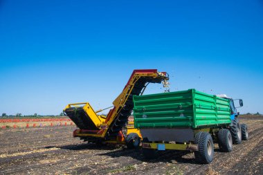 Modern tarım makinelerinin yardımıyla bir çiftçinin tarlasında soğan hasat etmek.