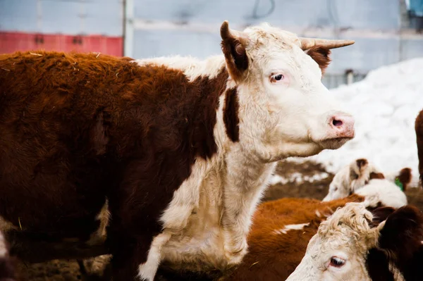 Mucche Una Fattoria Vacche Latte Cowshed — Foto Stock