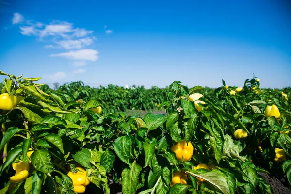 Growing Bell Peppers Rows Fresh Ripe Red Green Yellow Peppers — Stock Photo, Image