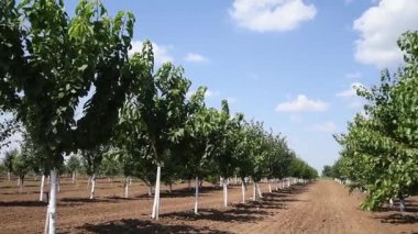 Genç yeşil meyve ağaçları rüzgarda sallanıyorlar. Genç bir elma, kiraz, erik ve kayısı ağaçları güneşli bir yaz gününde bahçede.