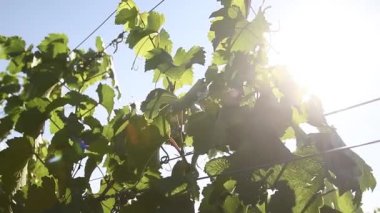 Yaz mevsiminde yeşil üzüm bağları. Hayvanat bahçesi. Tarım endüstrisi