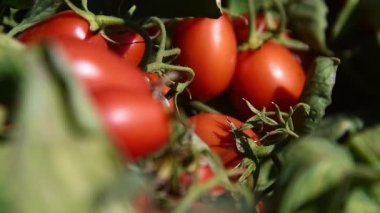 Tarlada domates yetiştiriyor. Çiftçi tarlasında yetişen taze kırmızı domatesler.