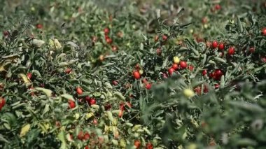 Tarlada domates yetiştiriyor. Çiftçi tarlasında yetişen taze kırmızı domatesler.