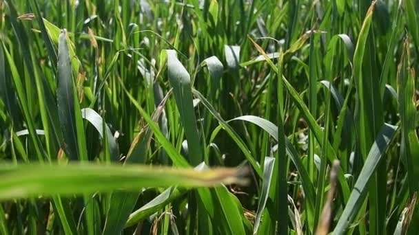 Kukuřičné Pole Mladé Kukuřičné Rostliny Kymácejí Větru Poli Slunečného Letního — Stock video