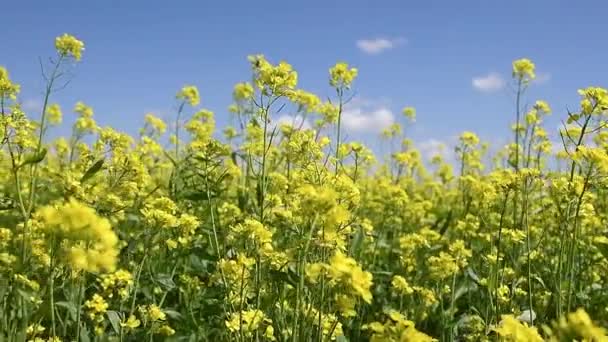 Musztarda Kwiat Pole Żółte Kolory Piękny Letni Dzień Niebieskim Niebem — Wideo stockowe