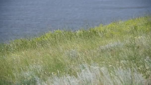 Krásná Letní Venkovská Přírodní Krajina Slunečný Výhled Modrou Řeku Zelené — Stock video