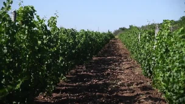 Řady Zelených Vinic Letní Sezóně Vinařství Zemědělský Průmysl — Stock video