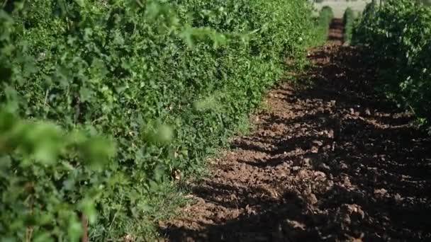 Zöld Szőlőültetvények Sora Nyári Szezonban Szőlészet Mezőgazdasági Ipar — Stock videók