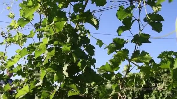 Fileiras Vinhas Verdes Temporada Verão Viticultura Indústria Agrícola — Vídeo de Stock