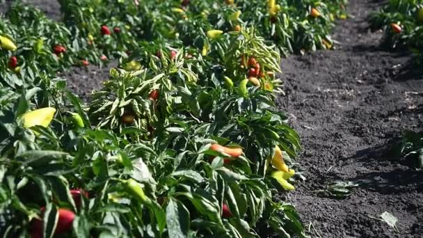 Paprika Anbauen Reihenweise Frische Rote Grüne Und Gelbe Paprikaschoten Auf — Stockvideo