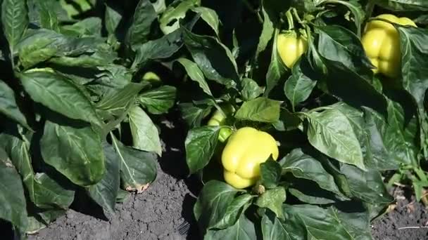 Καλλιεργούν Πιπεριές Σειρές Νωπών Ώριμων Κόκκινων Πράσινων Και Κίτρινων Πιπεριών — Αρχείο Βίντεο