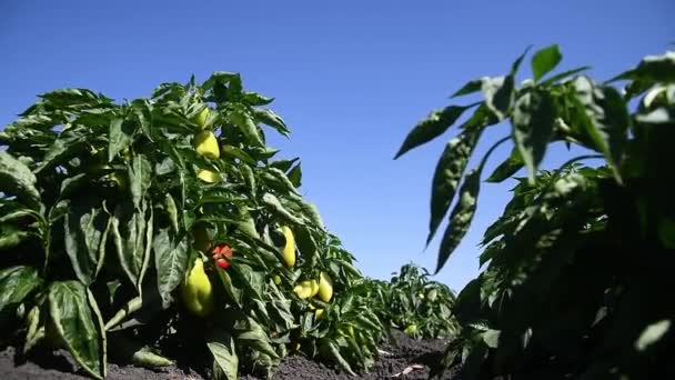 Growing Bell Peppers Rows Fresh Ripe Red Green Yellow Peppers — Stock Video