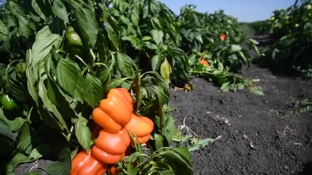 Growing Bell Peppers Rows Fresh Ripe Red Green Yellow Peppers — Stock Video