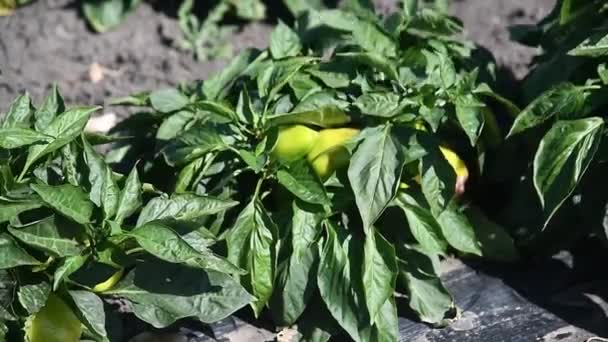 Cultivar Pimentos Fileiras Frescas Verdes Vermelhas Maduras Pimentas Amarelas Nos — Vídeo de Stock