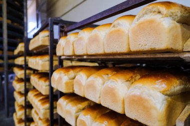 Otomatik taşıma bandındaki fırında ekmek somunları. Ekmek üretimi. Gıda endüstrisi