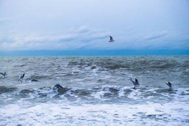Denizde dalgalar ve dalgaların püskürtüldüğü martılar.