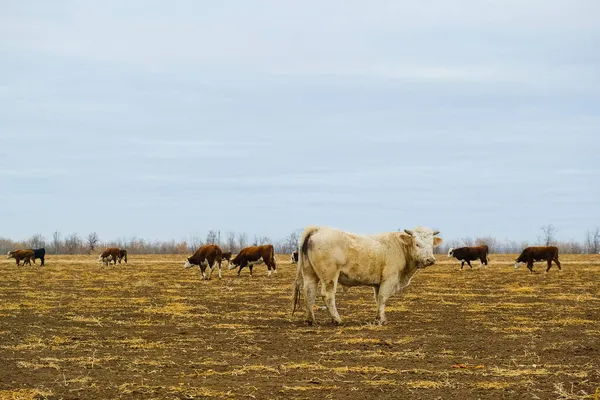 Powerful Bulls Farm Autumn Agricultural Industry Animal Husbandry — Stock Photo, Image