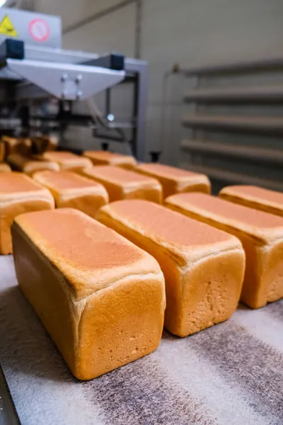 Loafs Ψωμί Ένα Αρτοποιείο Ένα Αυτόματο Ιμάντα Μεταφοράς Παραγωγή Ψωμιού — Φωτογραφία Αρχείου