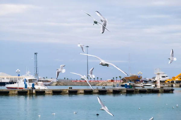 Mouettes Assis Décollent Mettent Eau Dans Port Mer — Photo