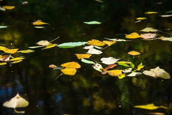 Con Llegada Del Otoño Las Hojas Han Caído Los Árboles Imagen de archivo