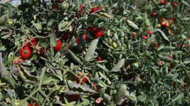 Tarlada domates yetiştiriyor. Çiftçi tarlasında yetişen taze kırmızı domatesler.