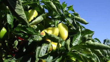 Büyüyen dolmalık biber. Saflar taze kırmızı yeşil ve sarı biberler toprakta bir çiftlik çiftliğinde dallar üzerinde. 