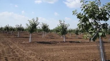 Genç yeşil meyve ağaçları rüzgarda sallanıyorlar. Genç bir elma, kiraz, erik ve kayısı ağaçları güneşli bir yaz gününde bahçede.