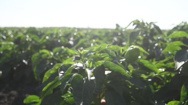 Cultivando Pimientos Filas Frescas Pimientos Rojos Verdes Amarillos Maduros Las — Vídeo de stock