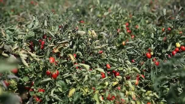 Coltivare Pomodori Sul Campo Pomodori Maturi Rossi Freschi Coltivati Cespuglio — Video Stock