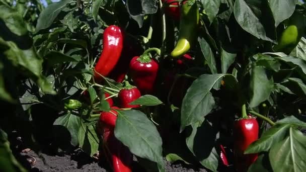 Cultivando Pimientos Filas Frescas Pimientos Rojos Verdes Amarillos Maduros Las — Vídeos de Stock
