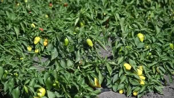 Καλλιεργούν Πιπεριές Σειρές Νωπών Ώριμων Κόκκινων Πράσινων Και Κίτρινων Πιπεριών — Αρχείο Βίντεο