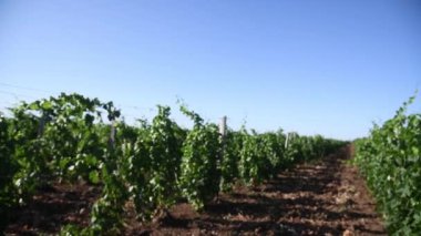 Yaz mevsiminde yeşil üzüm bağları. Hayvanat bahçesi. Tarım endüstrisi