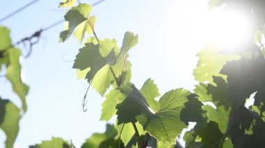 Yaz mevsiminde yeşil üzüm bağları. Hayvanat bahçesi. Tarım endüstrisi